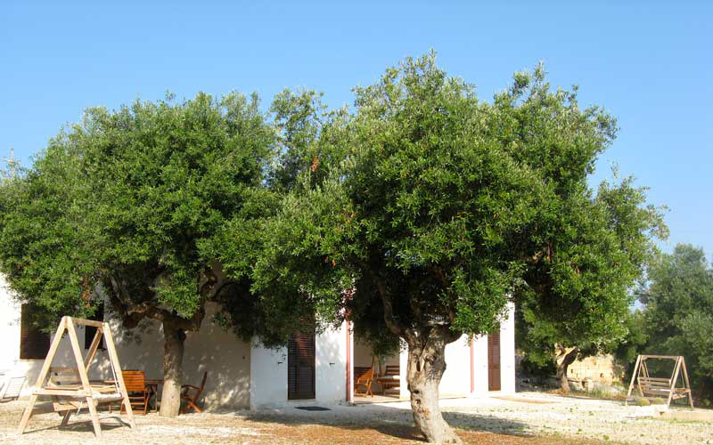 Affitto in Salento a Pescoluse, vista esterna dei bilocali